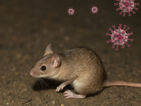 Investigadores de centro científico chileno trabajan en una de las más prometedoras terapias contra el hantavirus