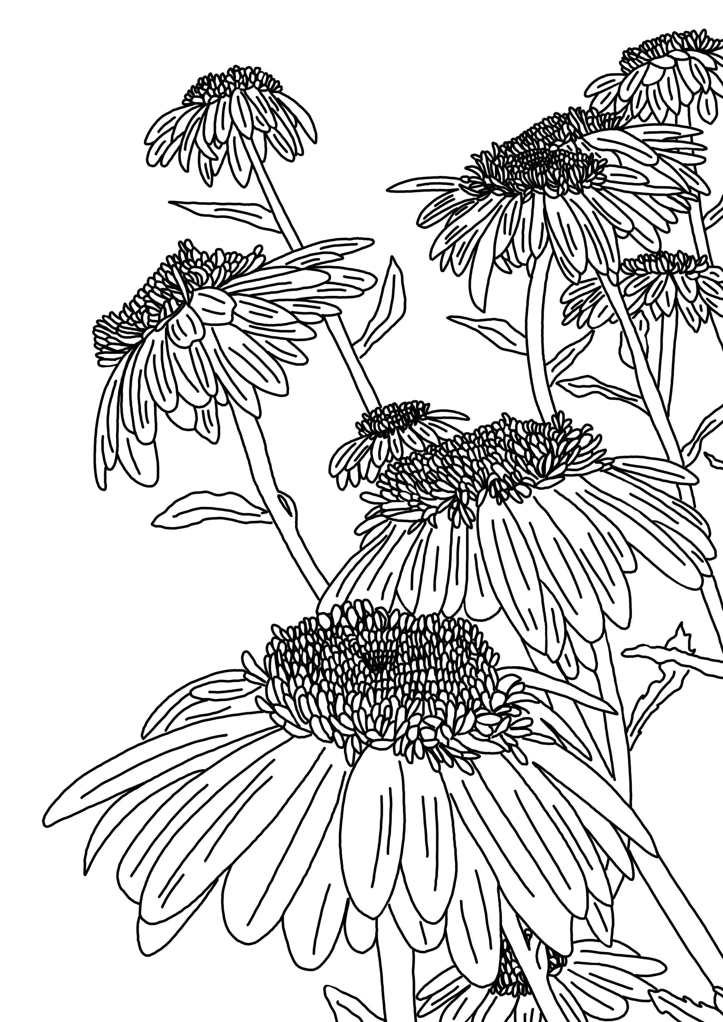Wild Daisies