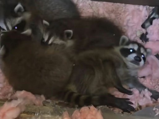 Les naissances de ratons laveurs entretoit Québec