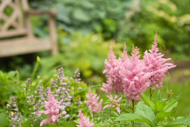 MC Pink Astilbe.jpeg
