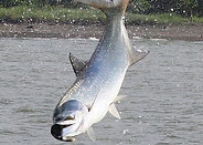 rio-parismina-costa-rica-tarpon-2.jpg