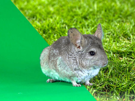 Comment créer son fond vert à moindre coût ?