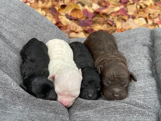 Toy Poodle Puppies!