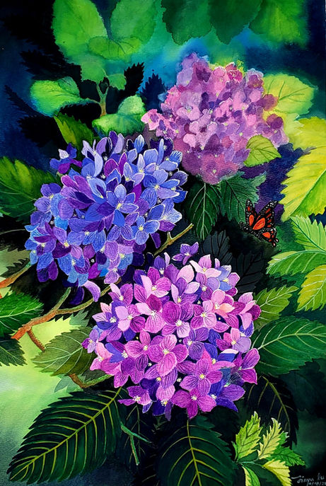 hydrangea.jpg