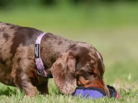 Zoek en geurspelletjes met je hond