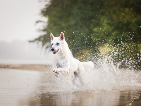 Opvoeding en training van je zwitserse witte herder en andere herdershonden