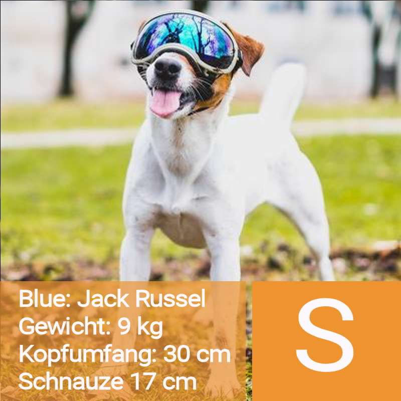 Thumbnail: Top Hondenbril Rex Specs V2, maat L
