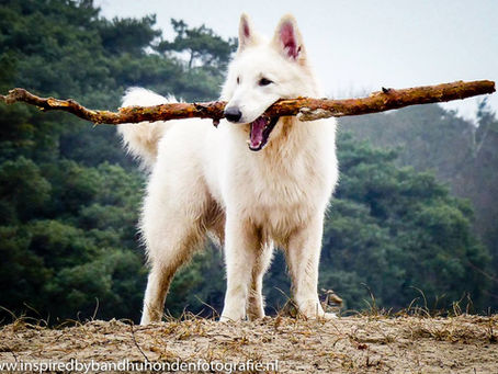 Behandeld jouw hond, andere honden als een potentieel schaap?