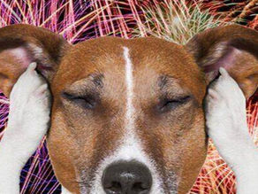 Hond met vuurwerkangst