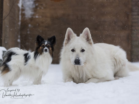Sneeuw en winterpret