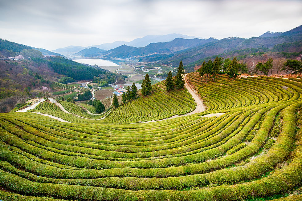 Boseong Tea Plantation Observatory
