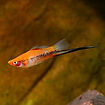 sanshoku_swordtail.jpg