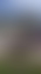 Minimalistlik kolimine