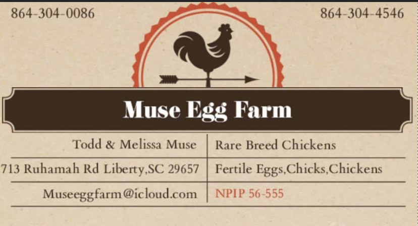 Chickens For Sale Liberty Sc Muse Egg Farm