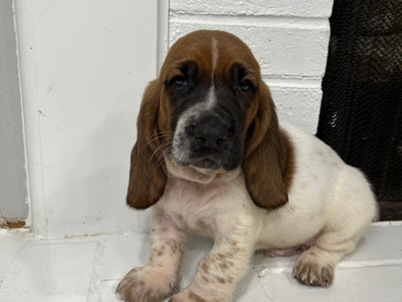 New litter of puppies!