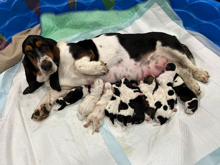 Basset Hound puppies ready to meet their family.