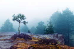 La Niebla / The Fog