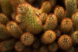 Cataceas / Cactus