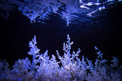 Bajo el agua/Under the water