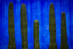 Cactacea / Cactus
