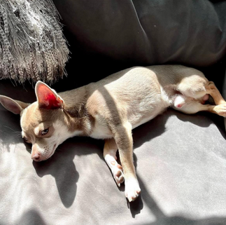 cachorro chihuahua no sol