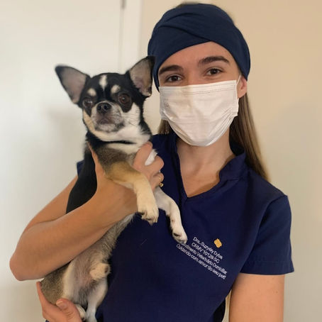 Novo conceito veterinário em Florianópolis - Atendimento Veterinário Domiciliar 