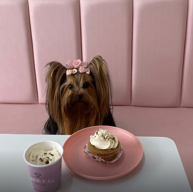 cachorro tomando café na doce cão pet food