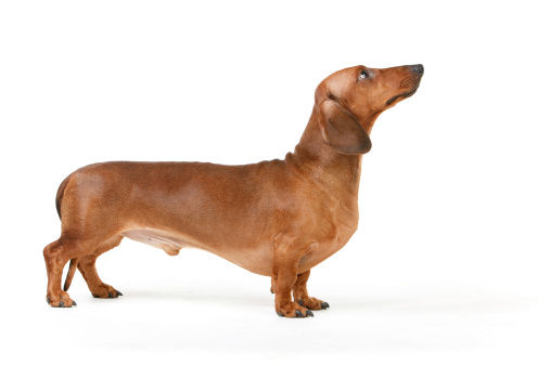 cachorro da raça dachshund pelo curto marrom