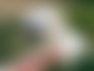 Doenças mais comuns em cães no verão de Florianópolis