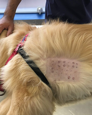 cachorro golden fazendo teste alérgico