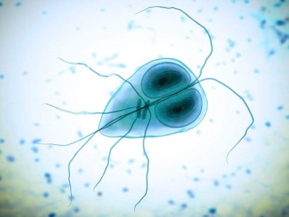 giárdia em microscopia eletronica