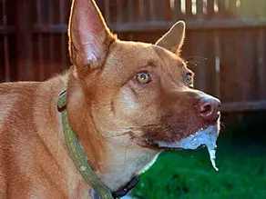 Caso de raiva canina em Santa Catarina, preocupação para cidades vizinhas como Florianópolis
