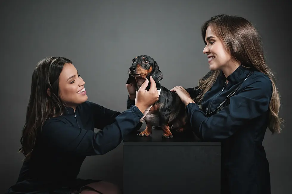 veterinária domiciliar em florianópolis cuidando de um cachorro salsichinha