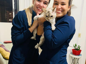Onde encontrar atendimento "Cat Friendly" em Florianópolis?