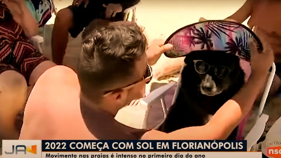 Meme 2022 de um cachorro na praia utilizando chapeu de "praieiro", esse meme foi apresentado pela TV local de Florianópolis