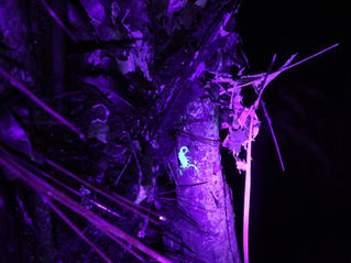 Bernd et la vie en fluo