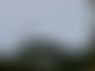 Zoom: les arbres et la génétique