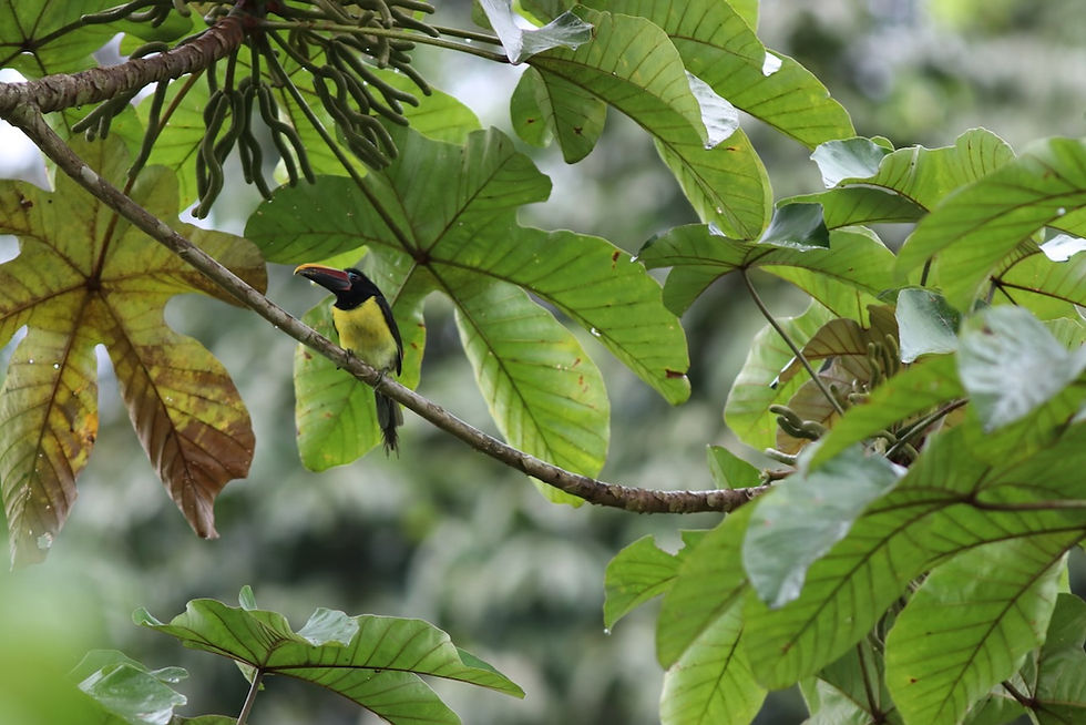 Les Araçaris sont friands des fruits de Cecropia