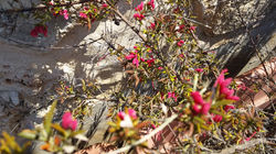 Fiori spontanei nei pressi del nostro casale