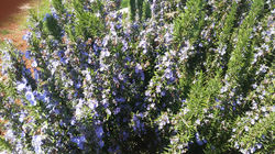 🌿🌿Amiamo le erbe aromatiche🌿🌿