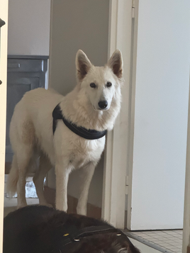 éducatrice canin comportementaliste blois region centre dresseur chien