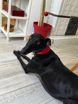 éducatrice canin comportementaliste blois region centre dresseur chien