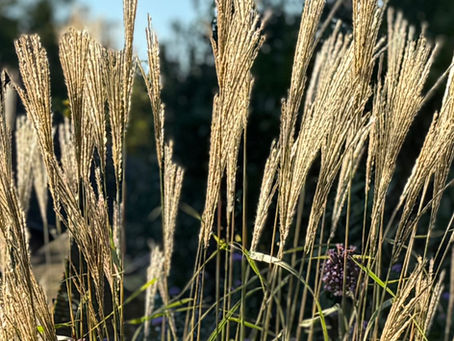 Resilient grasses catching the evening sun