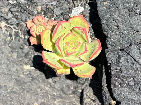 Future-proofing you garden