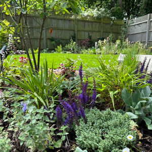 A garden escape