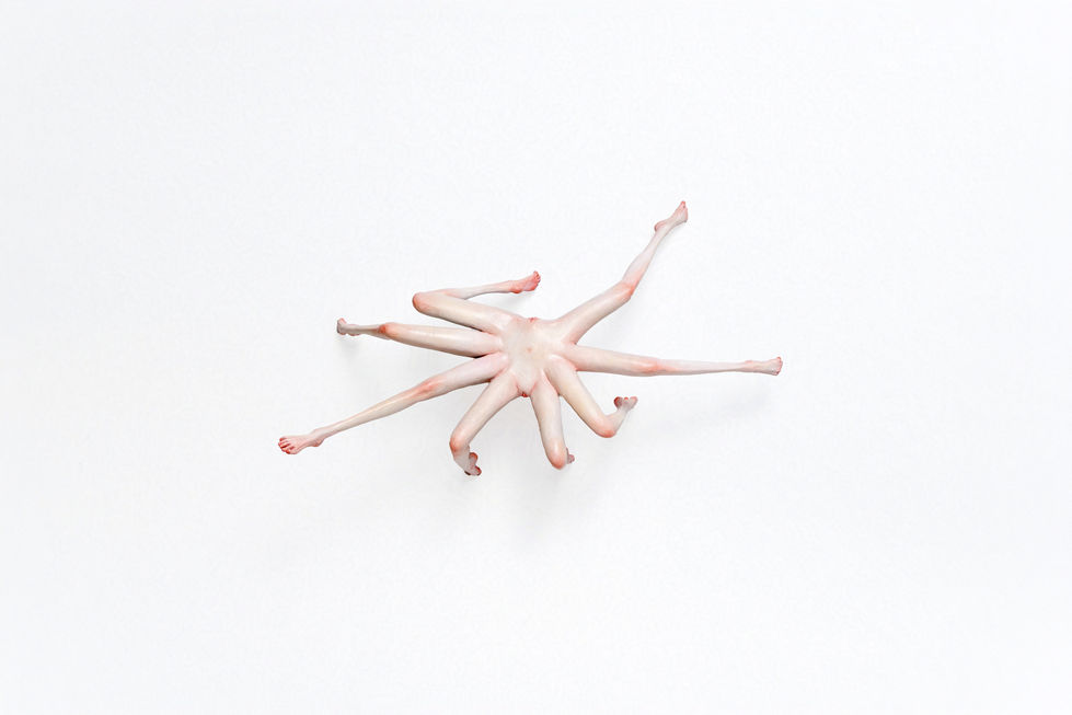 The Spider