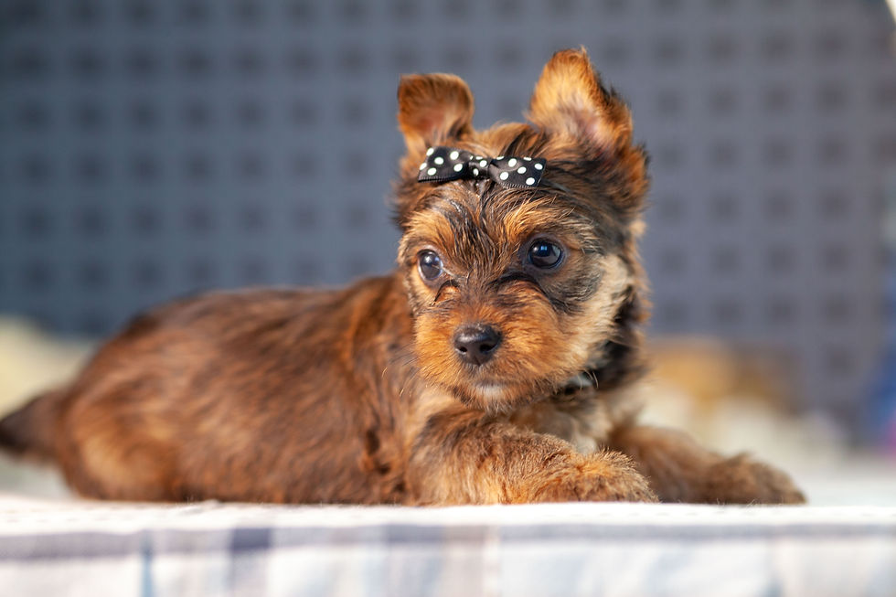 Sable Gold Merle