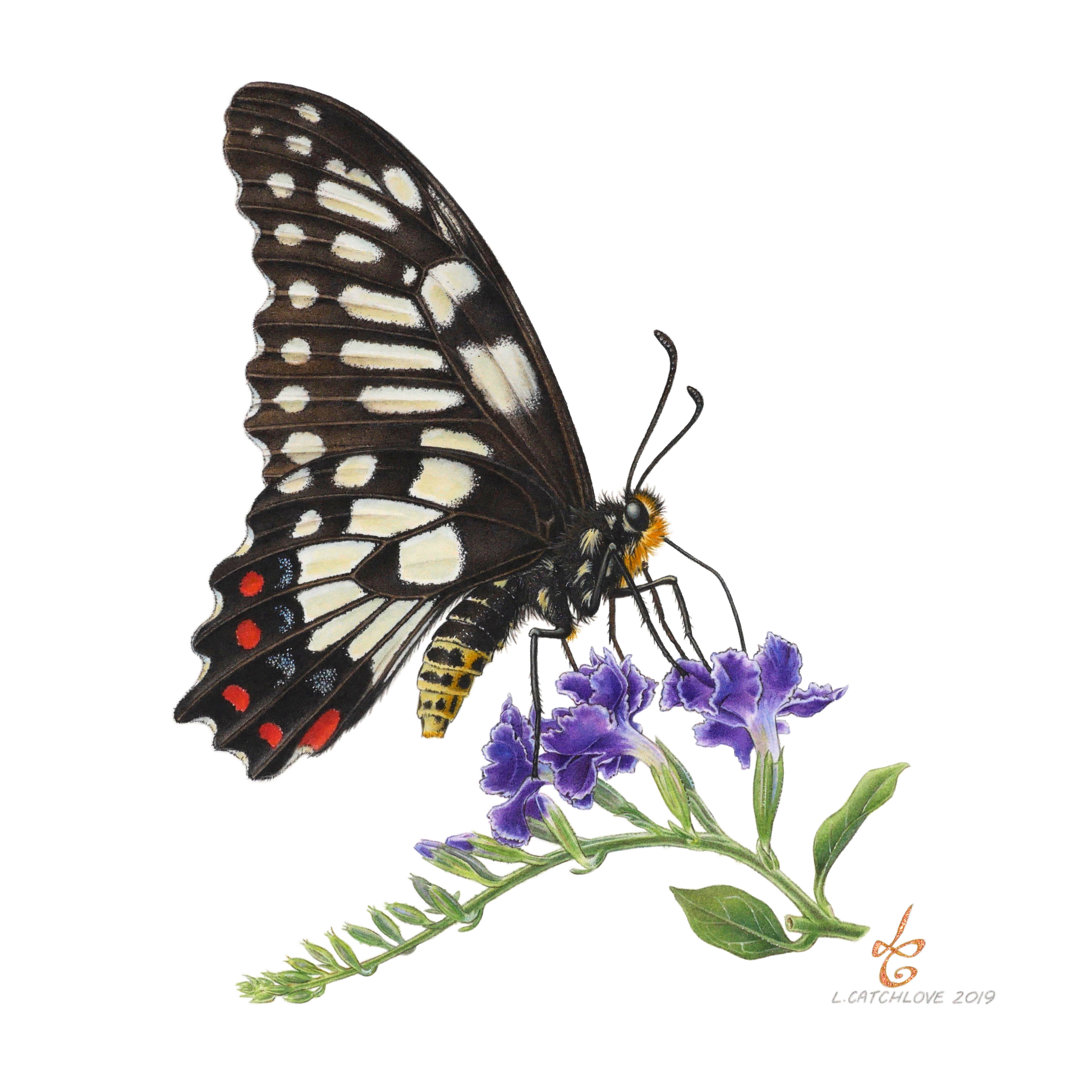 Dainty Swallow Tote Bag