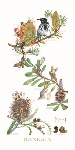 Banksia