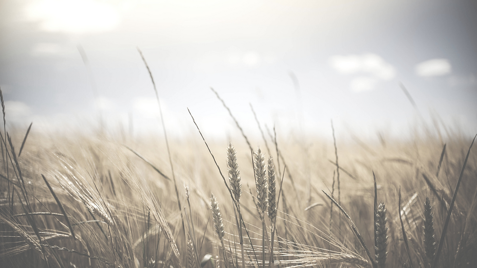Beige Neutral Minimalist Elegant Foodie Blog Banner (4).png